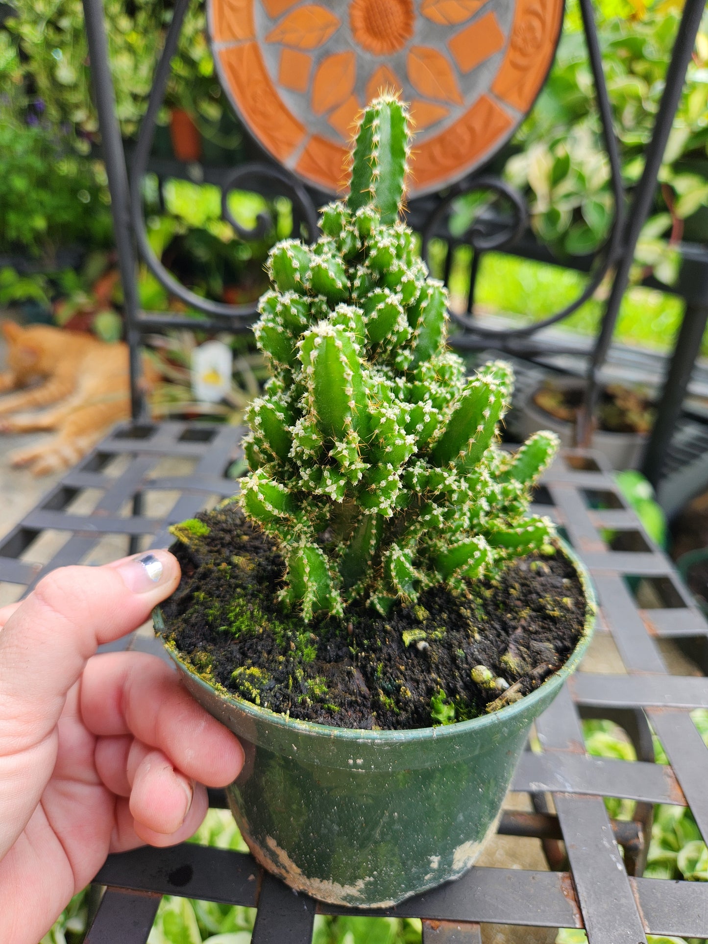 5in Fairy Tale Cactus