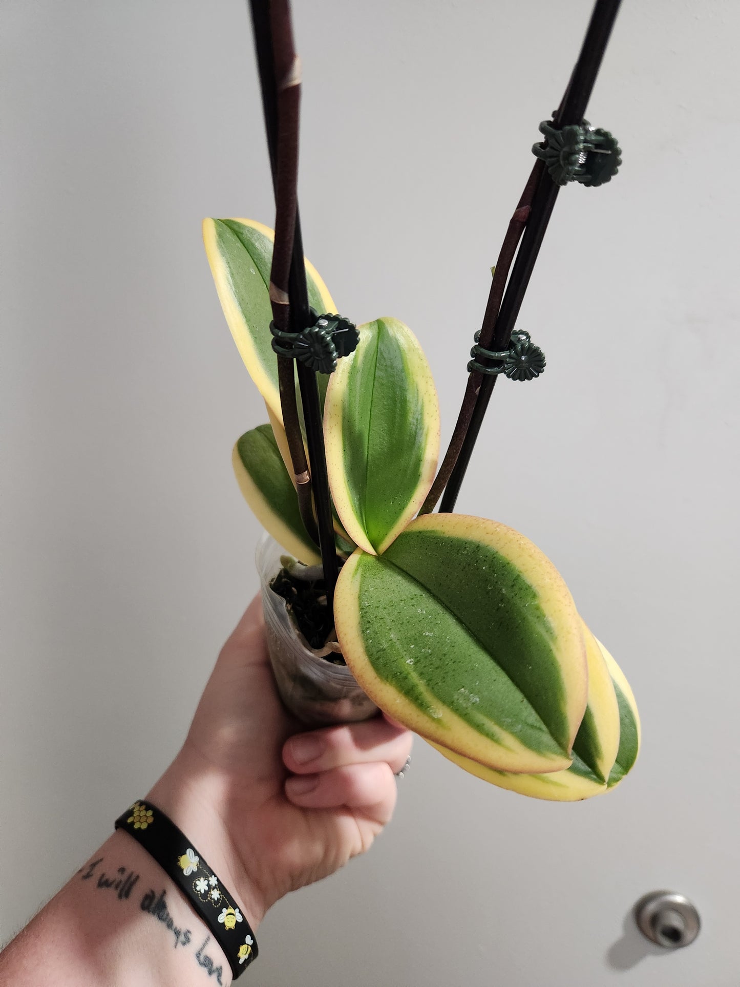 Variegated Phalaenopsis Orchid
