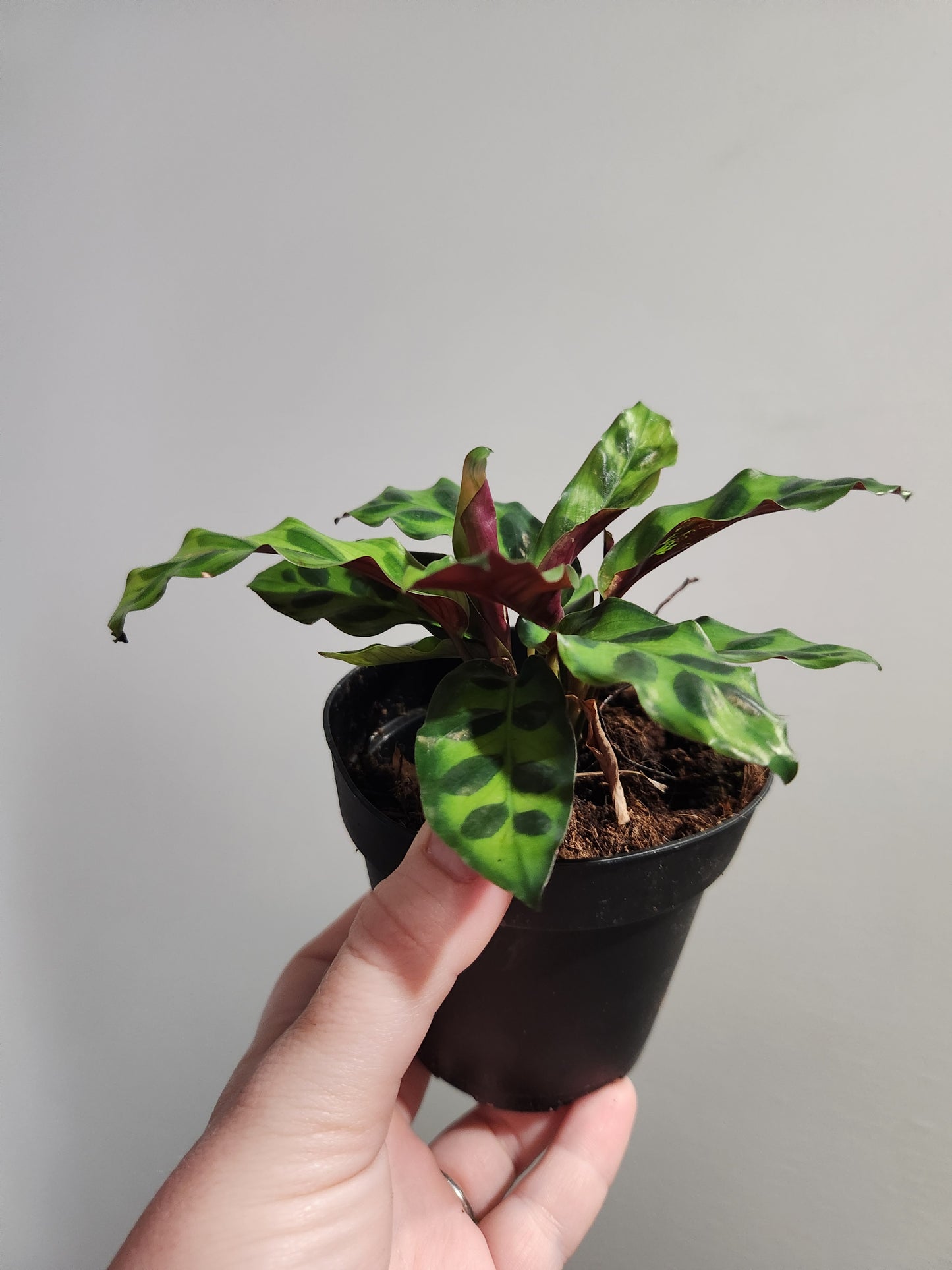 Rattlesnake Calathea