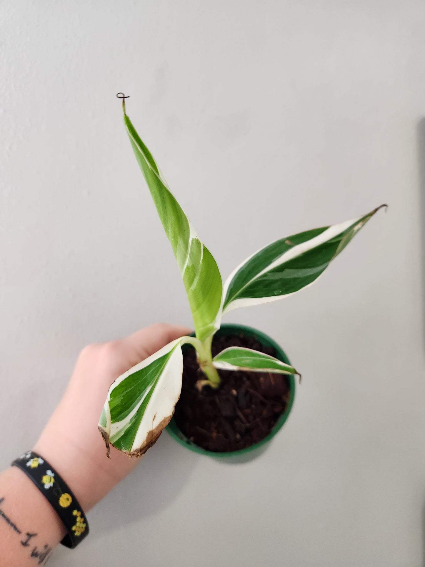 Variegated Florida Banana