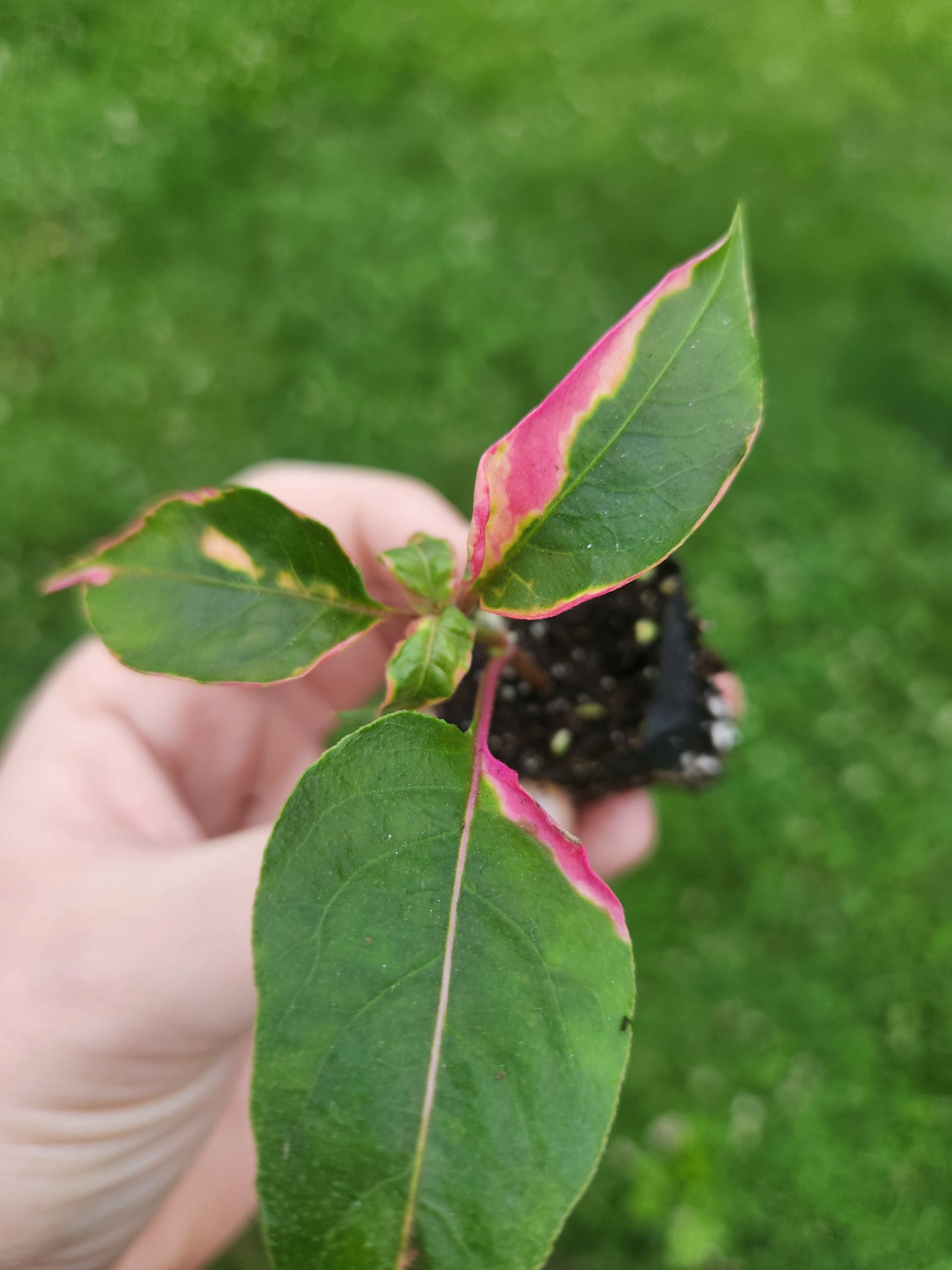 Party Time Alternanthera Plug