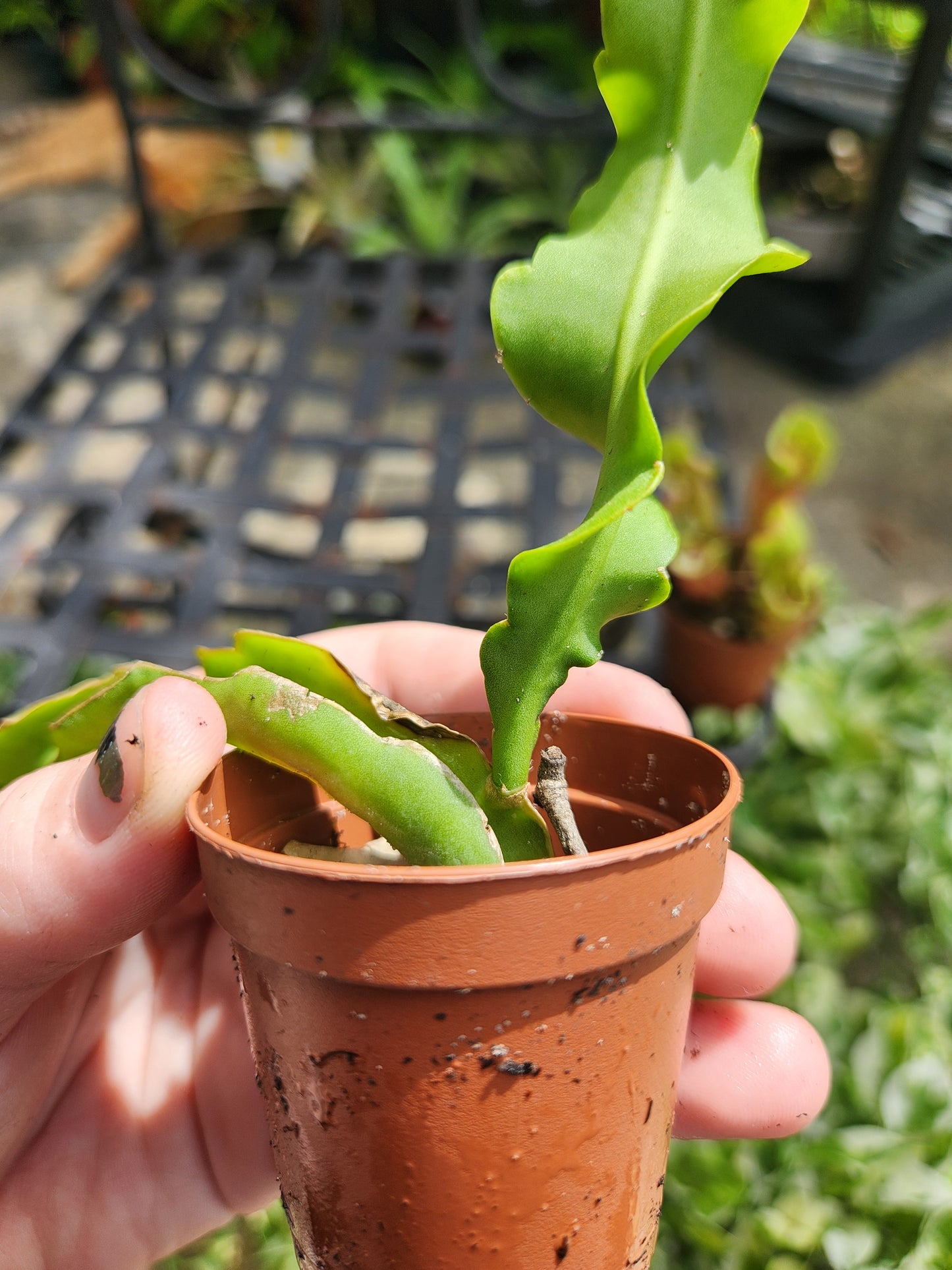 2in Curly Orchid Cactus Starter