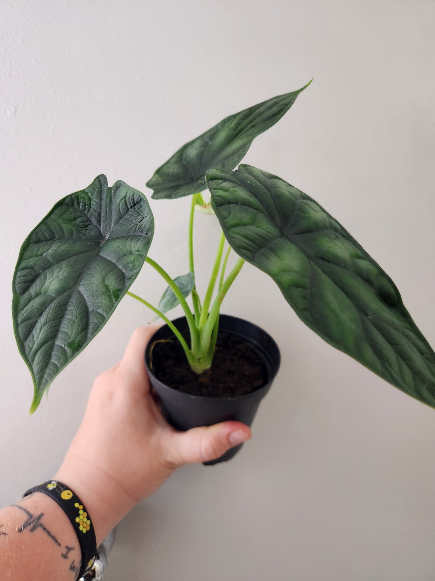 Alocasia Dragon Scale