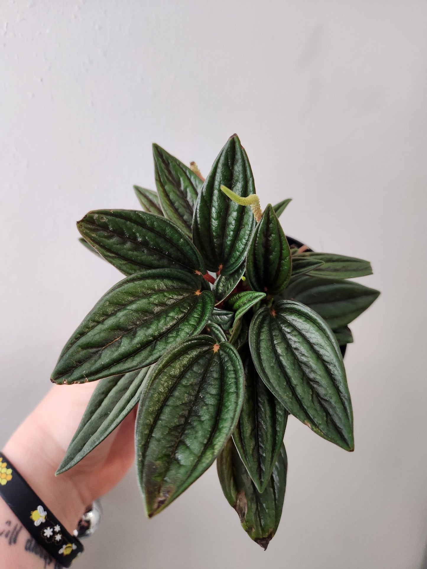 Peperomia Rosso