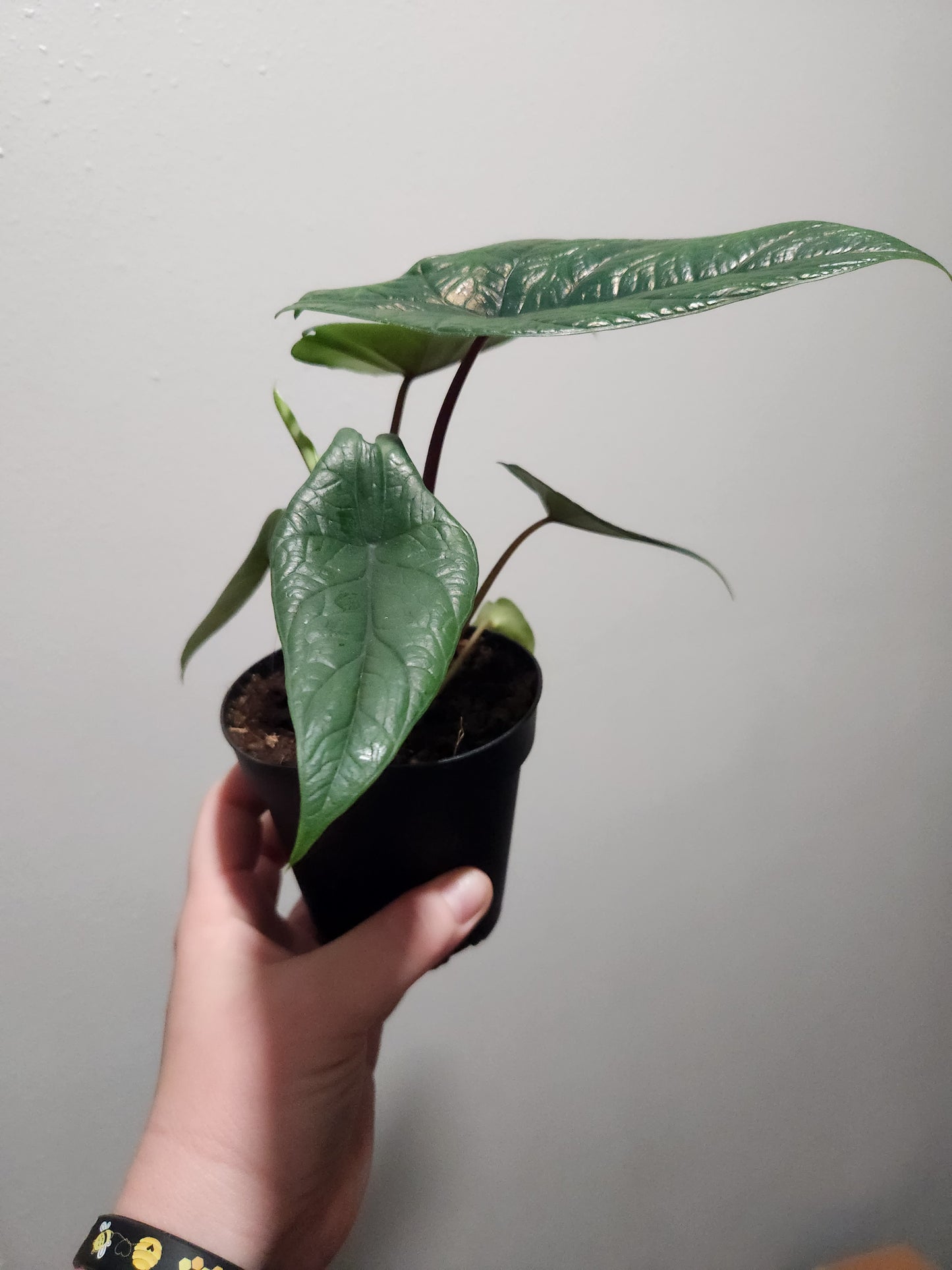 Alocasia Scalprum