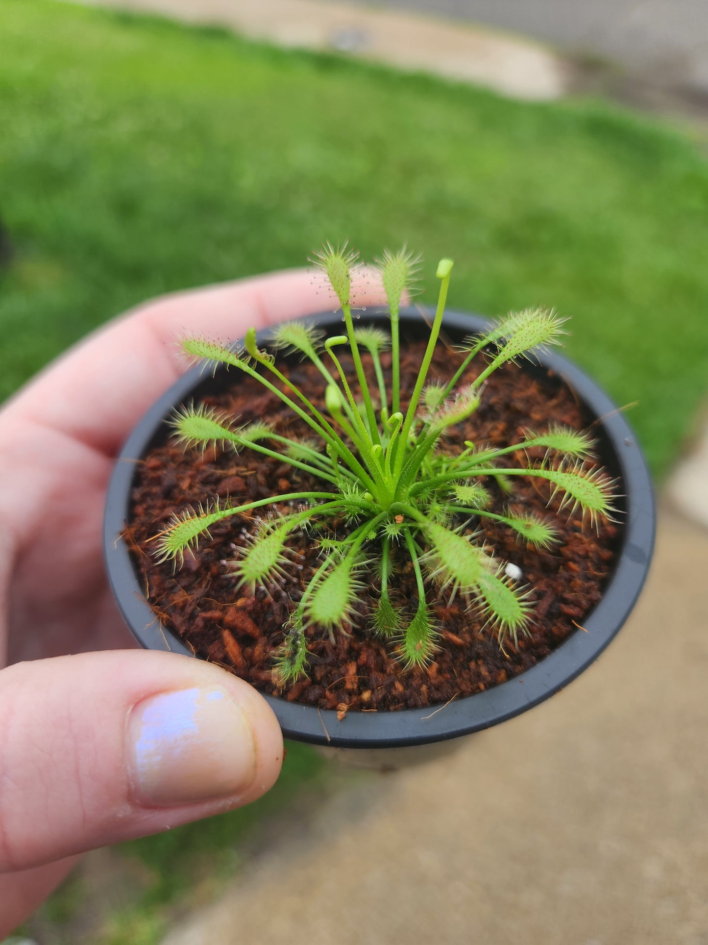 Drosera (Sundew)