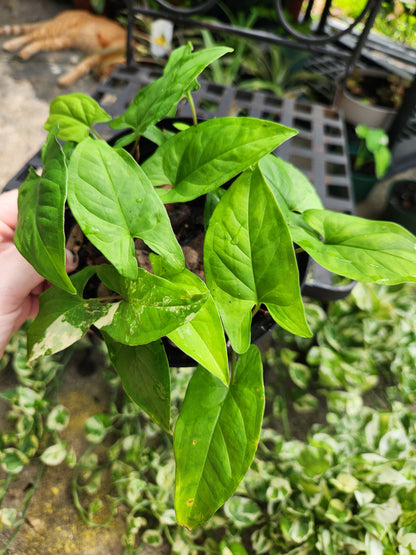 Sygonium Albo Reverted 6in