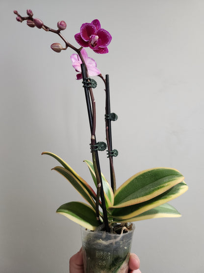 Variegated Phalaenopsis Orchid