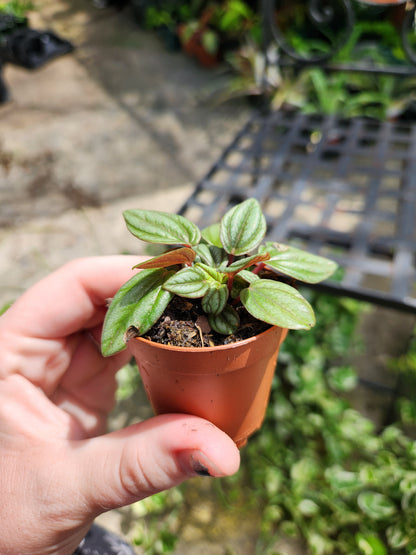 2in Peperomia