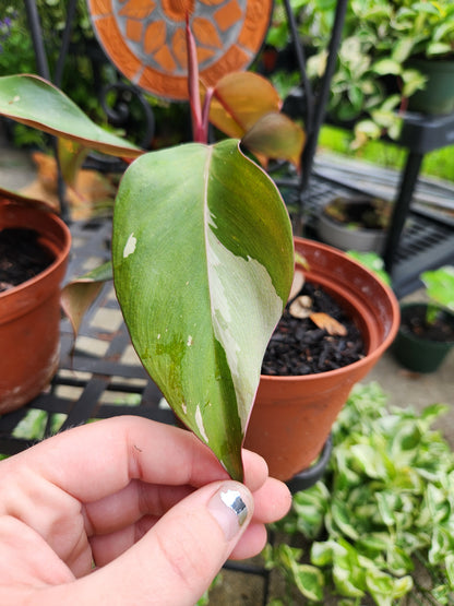 Pink Princess Philodendron 6in