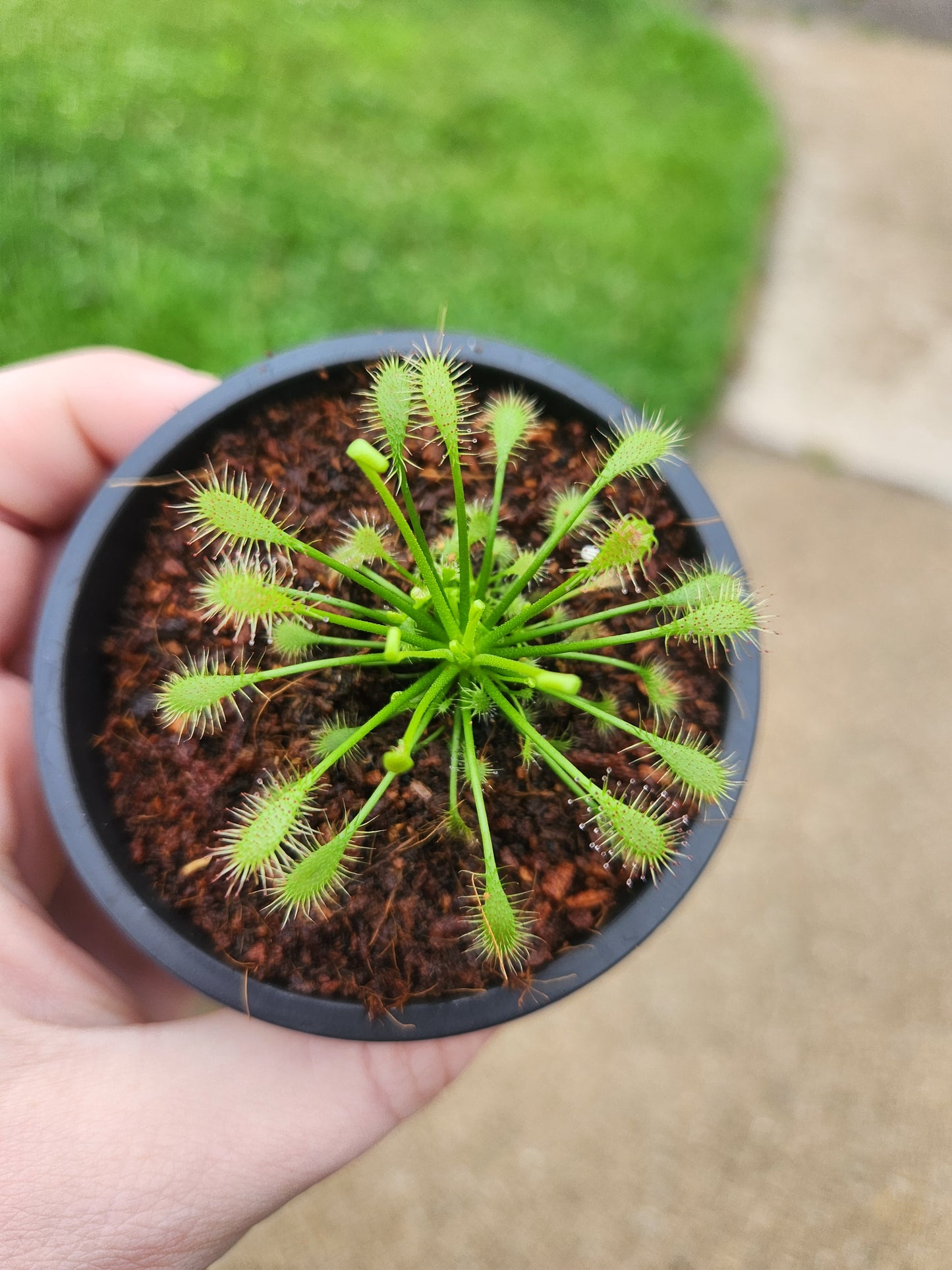 Drosera (Sundew)