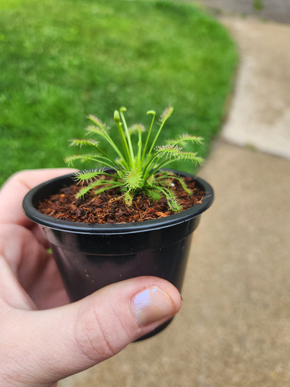 Drosera (Sundew)
