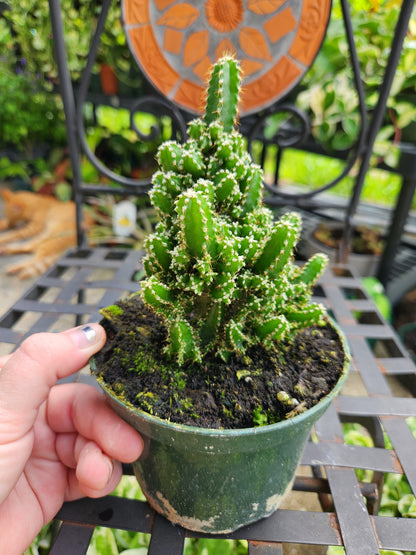 5in Fairy Tale Cactus