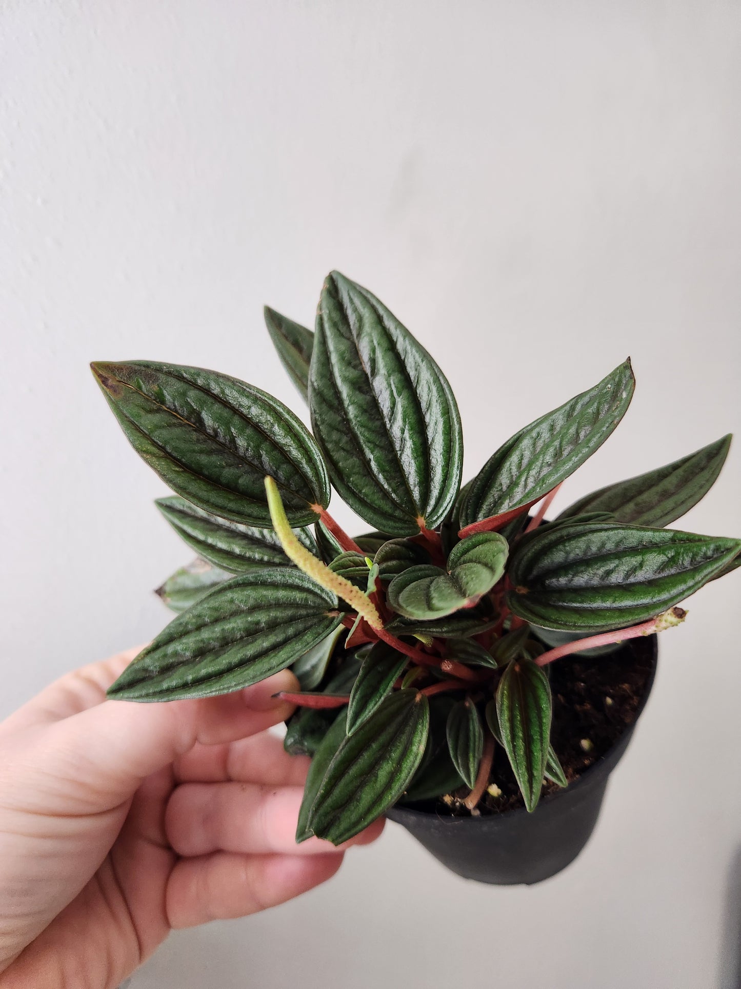 Peperomia Rosso