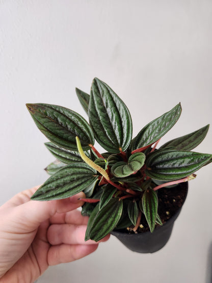 Peperomia Rosso
