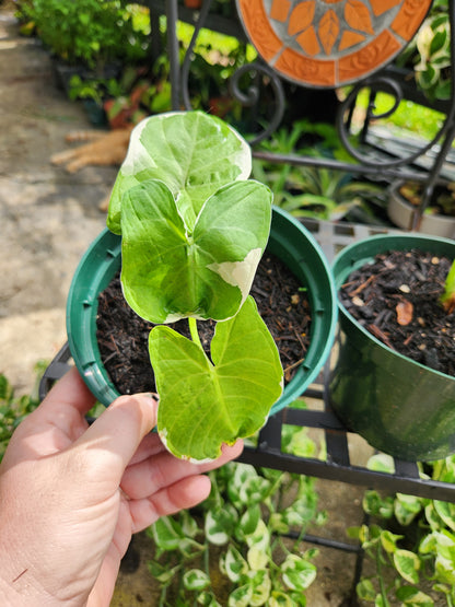 Mickey Mouse Xanthosoma 6in