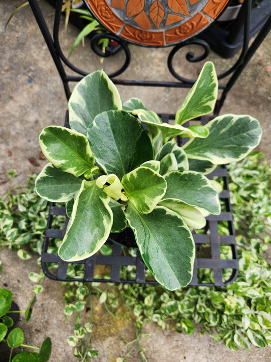 6in Peperomia Obtusifolia Variegated
