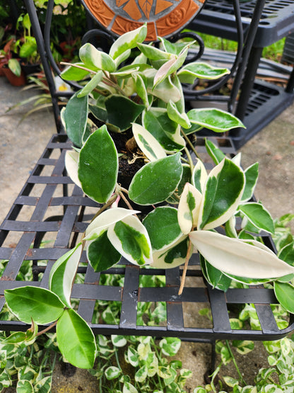 Hoya Krimson Queen 6in