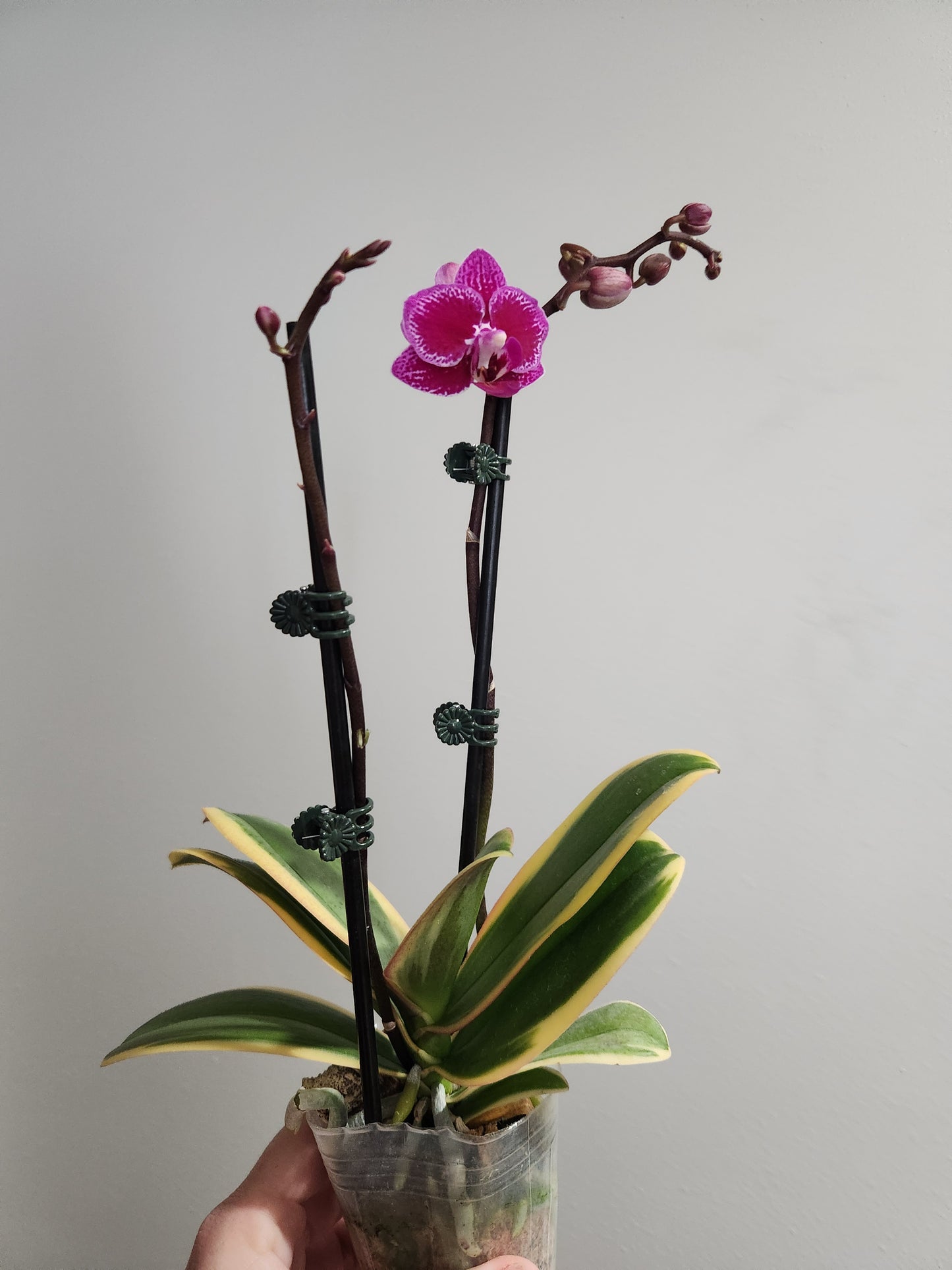 Variegated Phalaenopsis Orchid