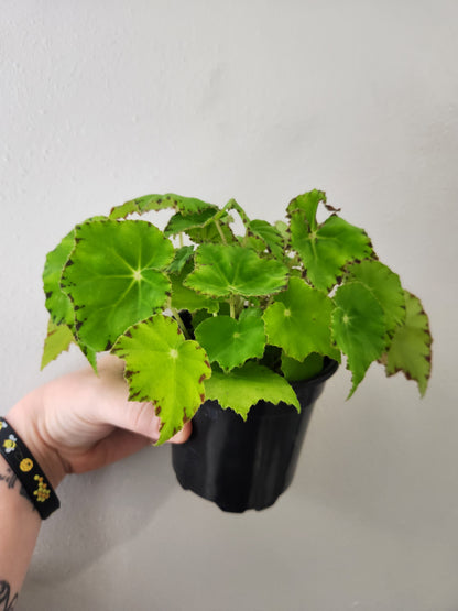 Begonia Lima Love