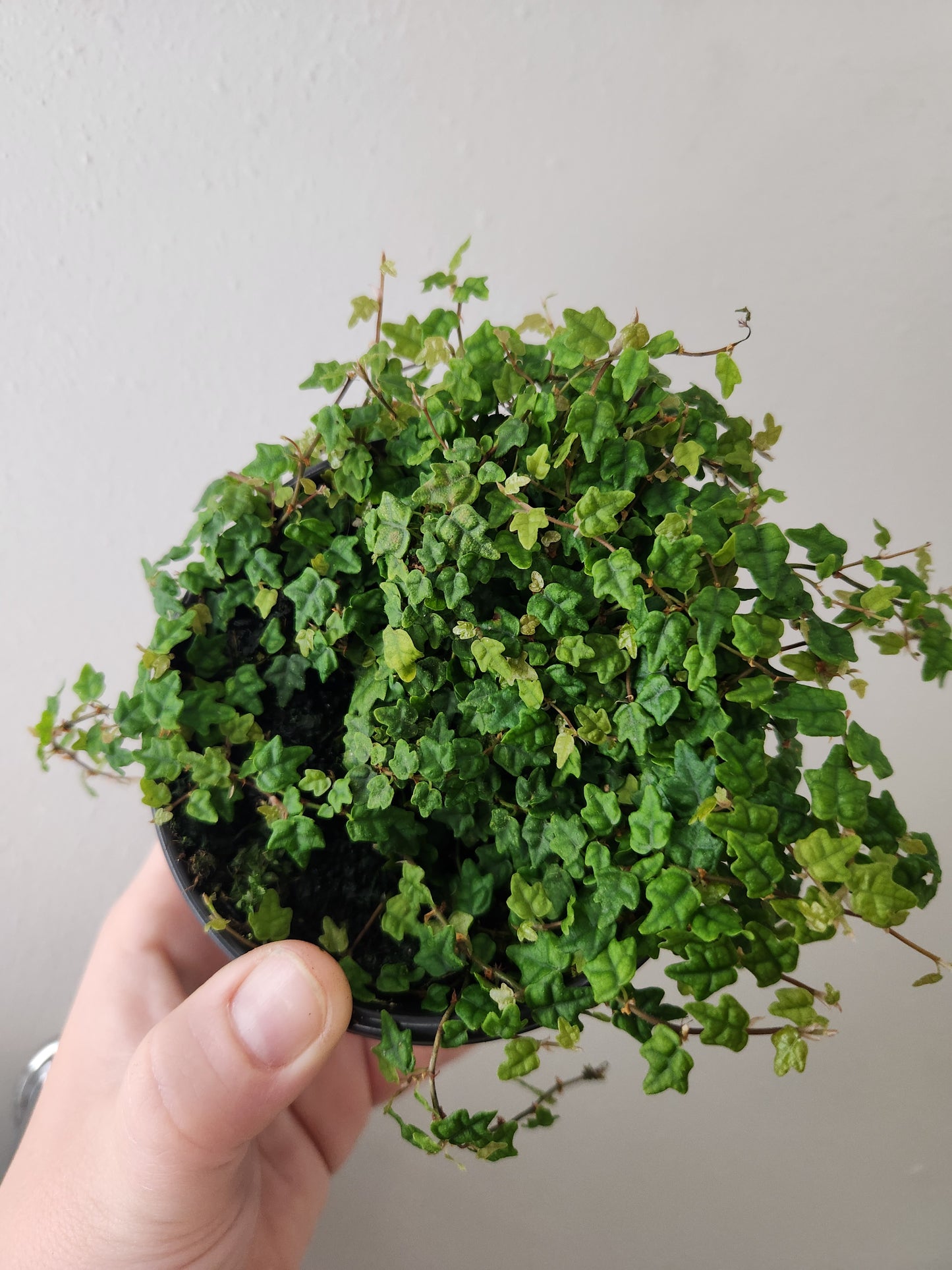 String of Frogs
