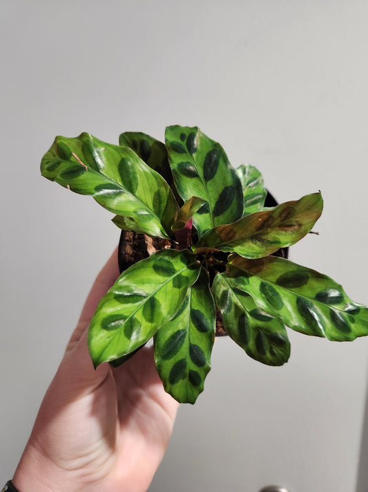 Rattlesnake Calathea