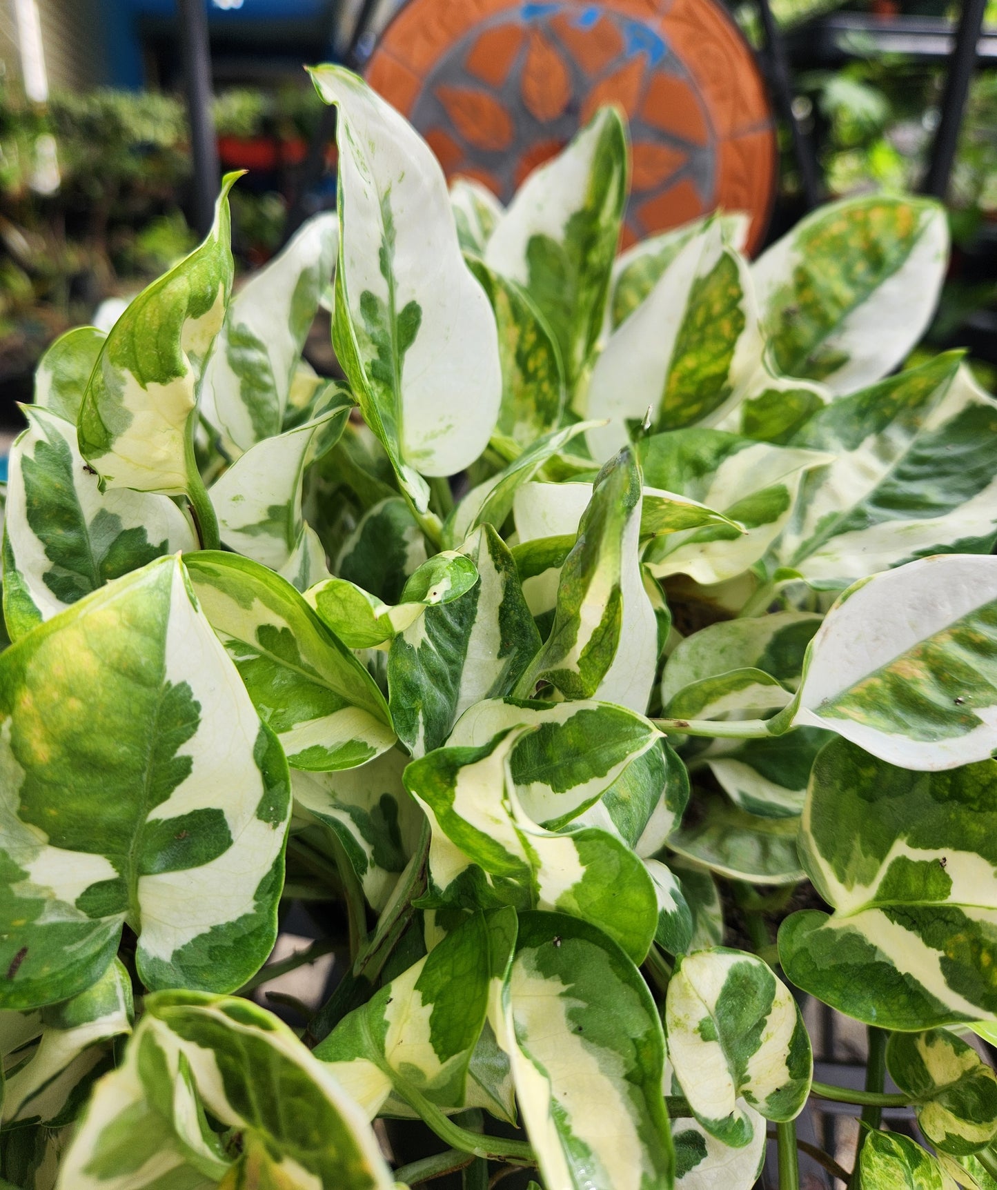 NJoy Pothos 6in Trailing