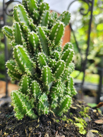 Fairytale Cactus 6in