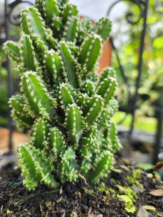 Fairytale Cactus 6in