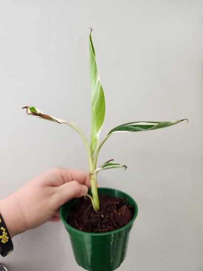 Variegated Florida Banana