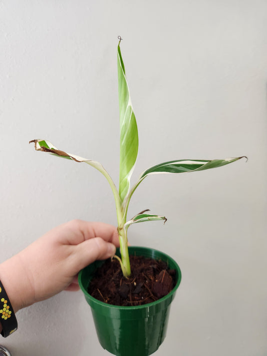 Variegated Florida Banana