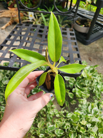 Jungle Boogie Philodendron