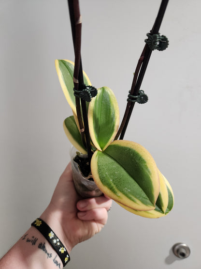 Variegated Phalaenopsis Orchid