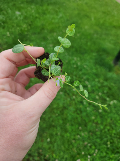 String of Turtles Plug