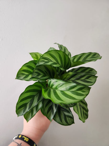 Calathea Freddie