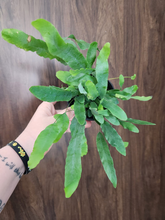 Blue Star Fern