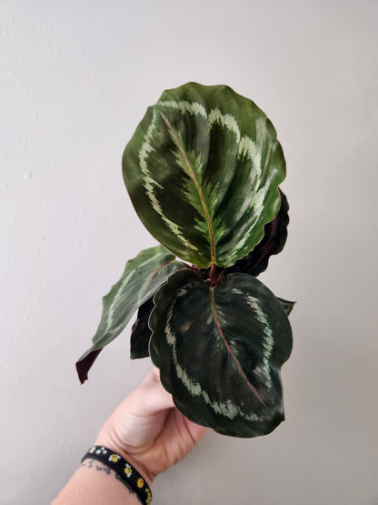 Calathea Rosepicta Medallion