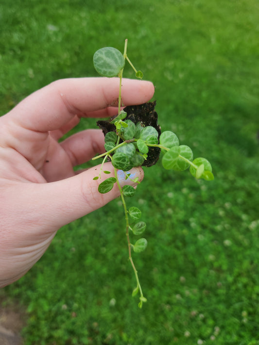 String of Turtles Plug