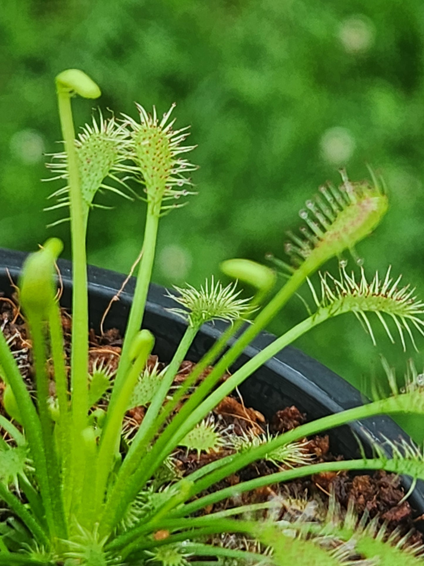 Drosera (Sundew)