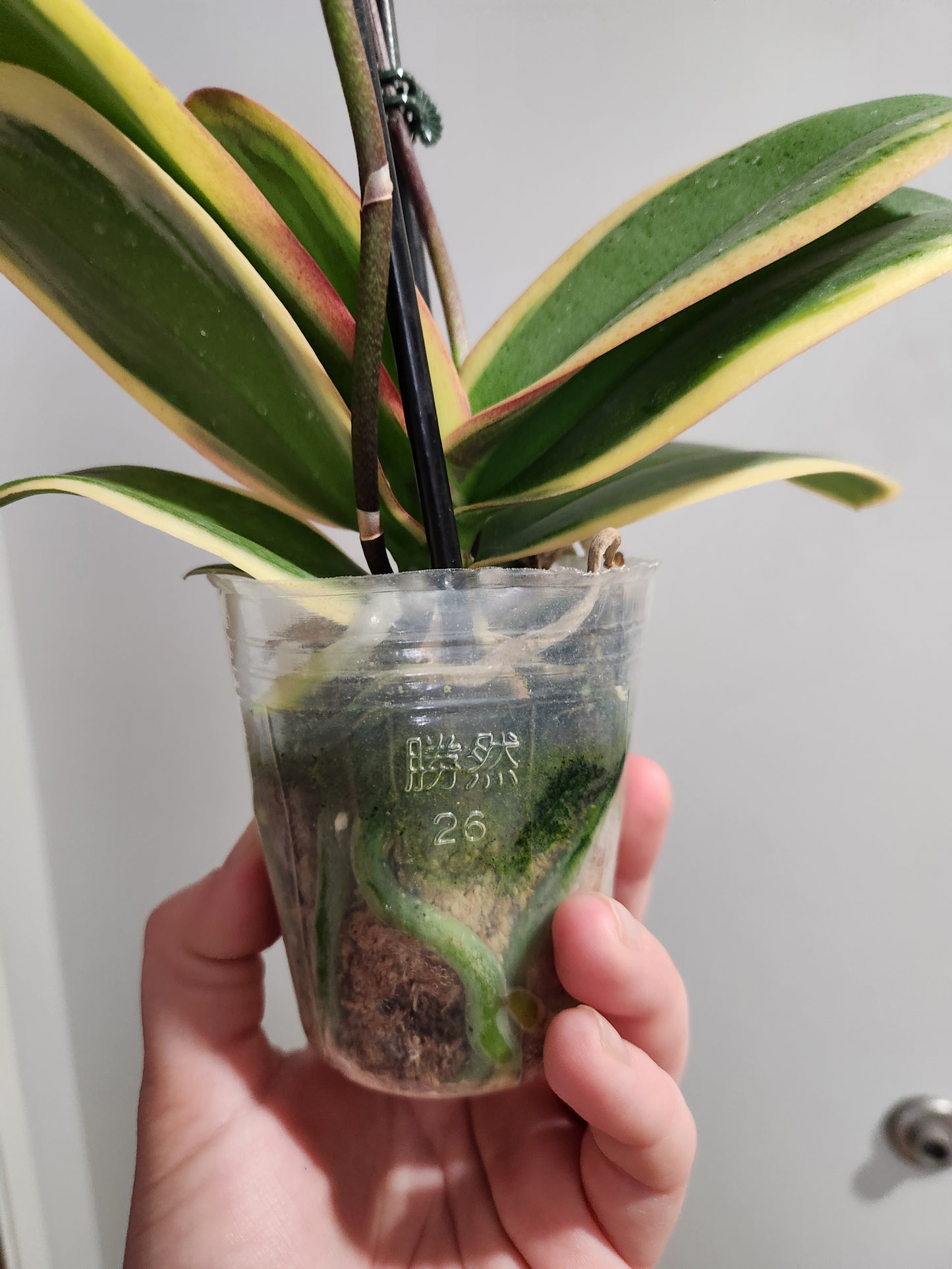 Variegated Phalaenopsis Orchid