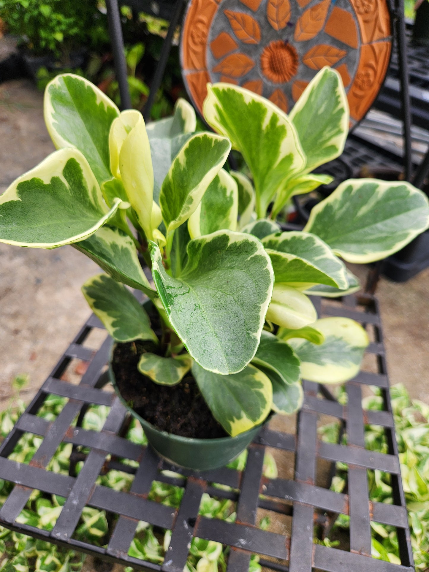 6in Peperomia Obtusifolia Variegated