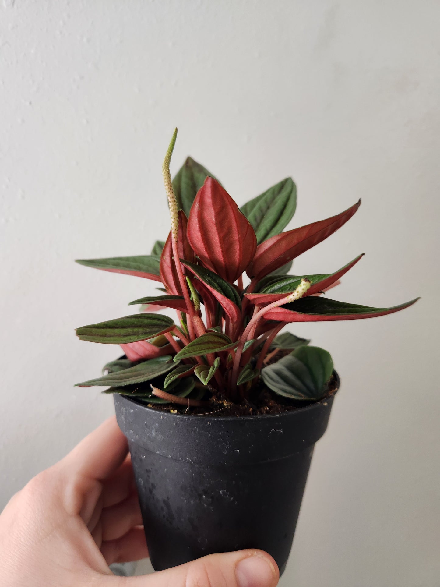 Peperomia Rosso
