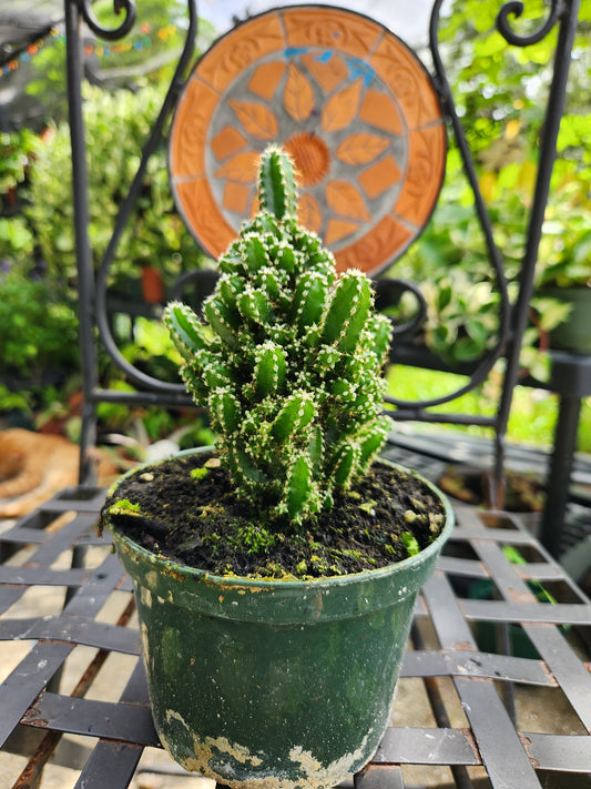 5in Fairy Tale Cactus