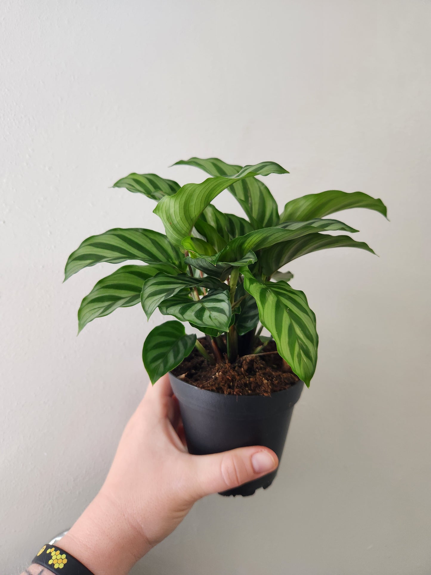 Calathea Freddie