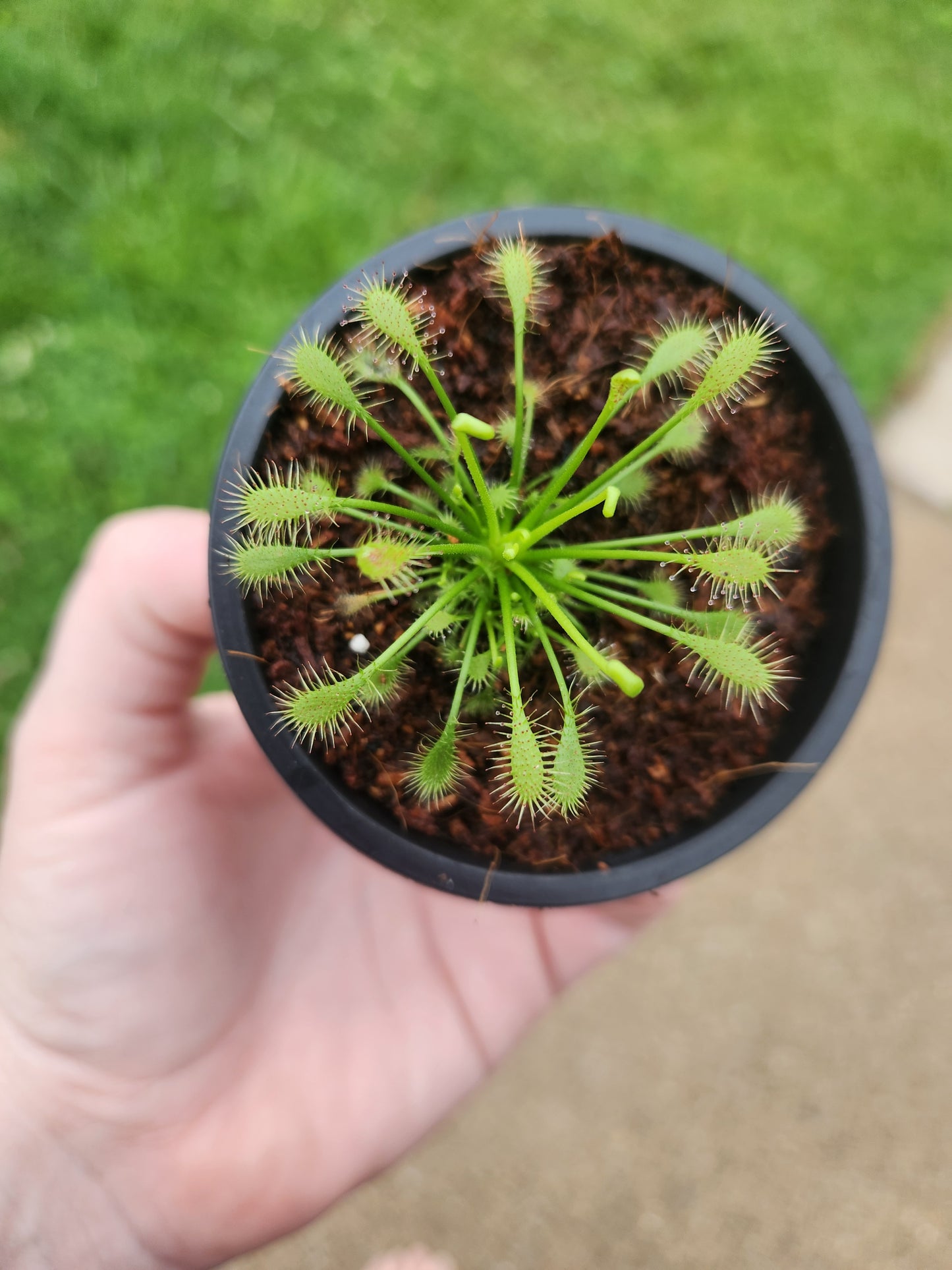 Drosera (Sundew)