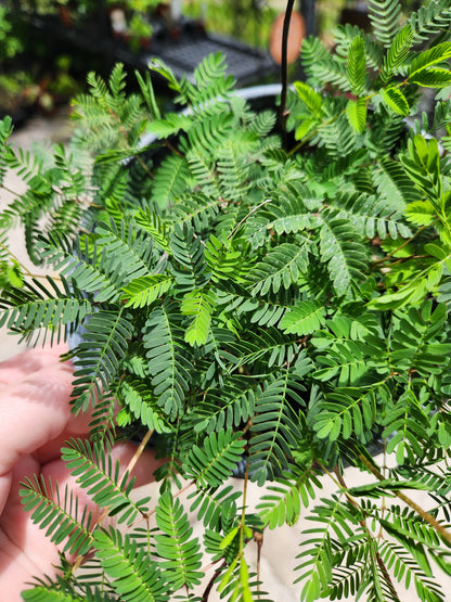 Sunshine Mimosa (Sensitive Plant) 6in