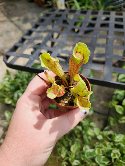 Sarracenia Purpurea 2in