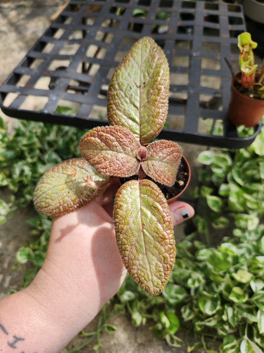 2in Episcia