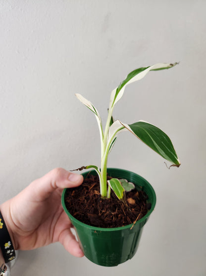 Variegated Florida Banana
