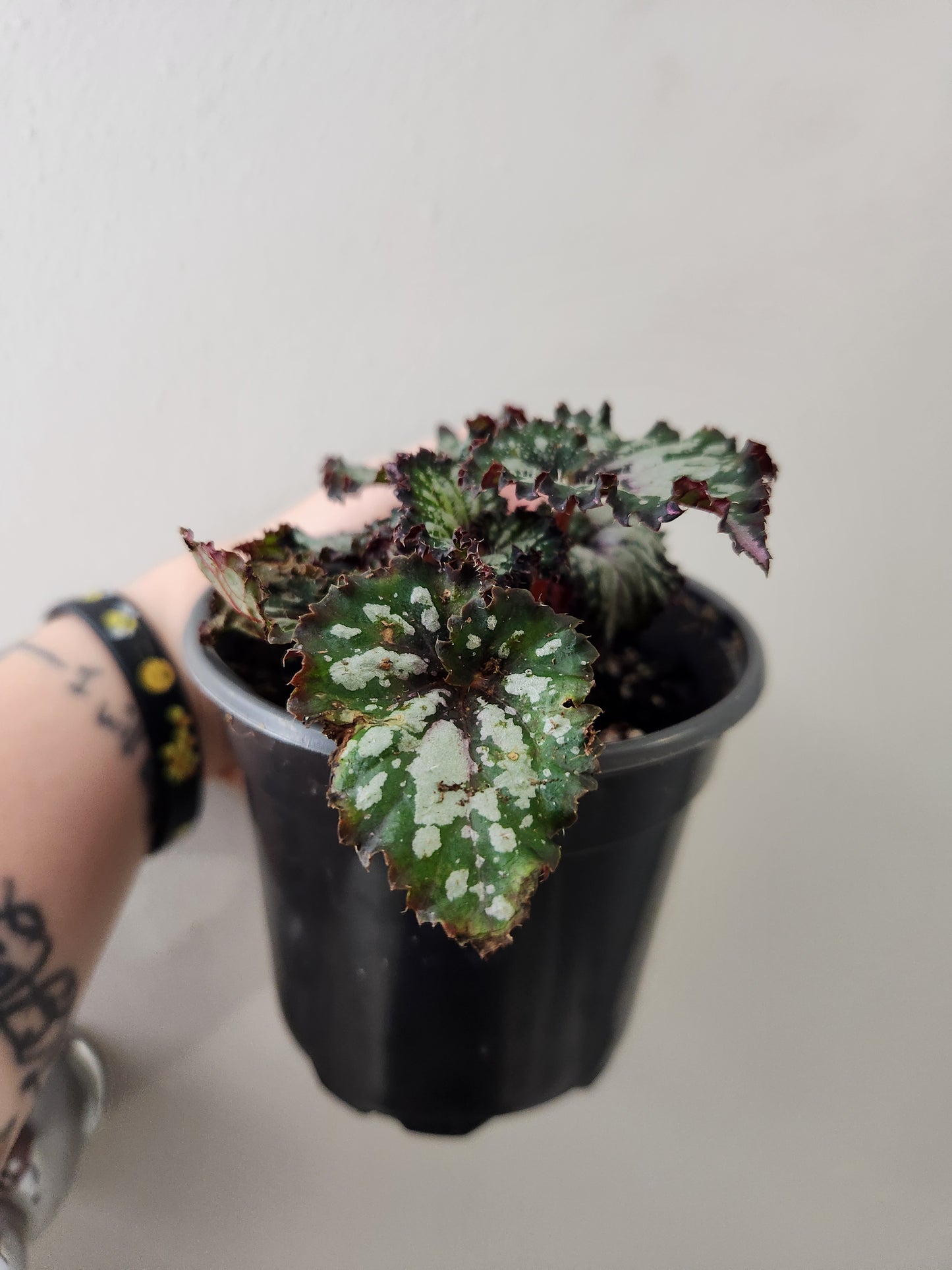 Begonia